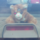 Image for article titled If You Can't Buy It, Build It: Wanky The Safety Cat